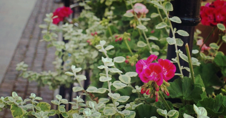 5 zasad pielęgnacji roślin sezonowych ogródki kawiarniane kraków ogród łobzów office plant 