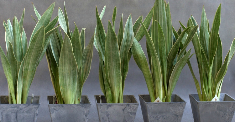 Office Plant Blog_ kaloryferoodporne rośliny sukulenty modne rośliny