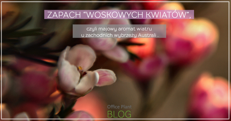 Chamelaucium woskowy kwiat woskowka