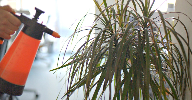 Office Plant_Blog_Metamorfoza biurowych roślin kraków