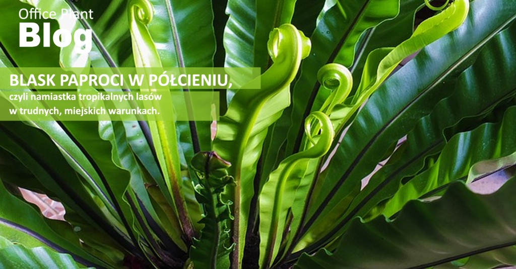 Office Plant_Blog_Paprocie blask paproci rośliny do półcienia zieleń we wnętrzach Kraków Autor: Corinna Frączek