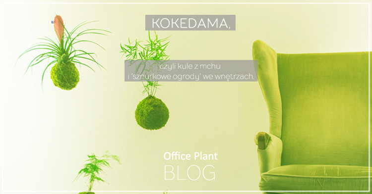 Office Plant_Blog_kokedama kule z mchu Autor: Corinna Frączek