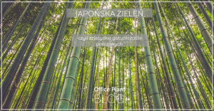 Office Plant Blog_japonska zielen