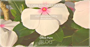 OfficePlantBlog_floramadagaskaru