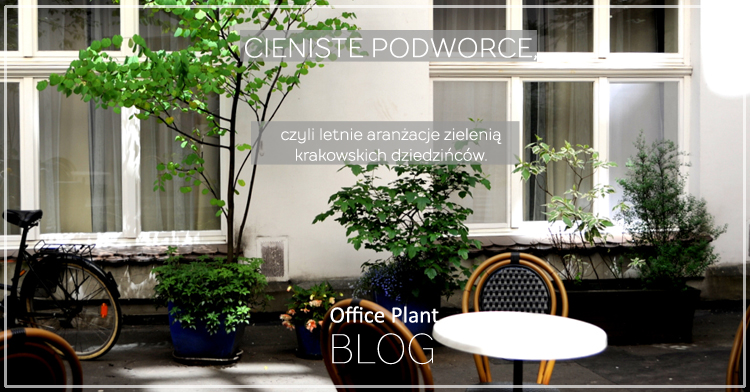 Office Plant Blog_cieniste podworce Kraków