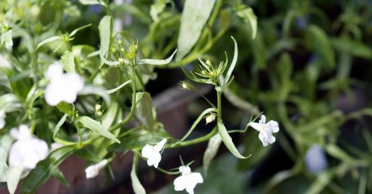 office plant białe kwiaty i zieleń ogródki kawiarniane kraków