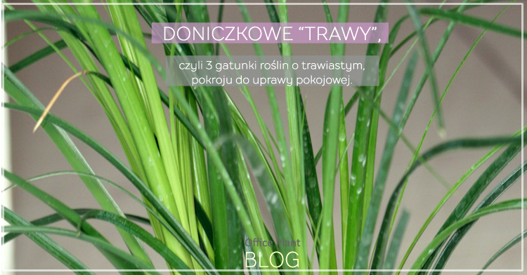 OfficePlant_doniczkowe "trawy" nolina tatarak Kraków miejski ogrodnik Blog rośliny do biur