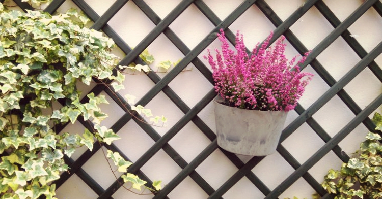jesienne dekoracje roslinne kraków ogrod lobzow office plant wrzosiec