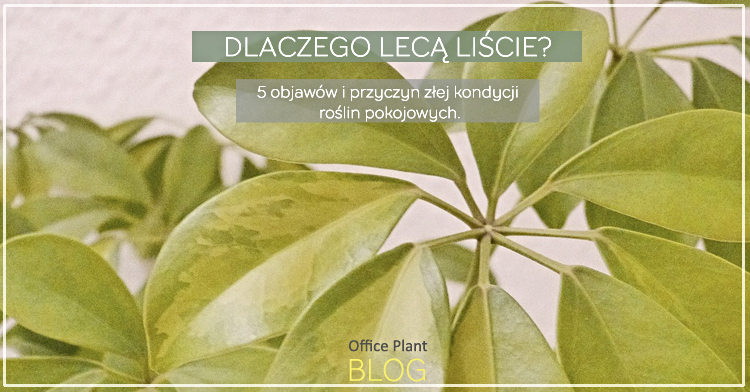 Office Plant Blog_dlaczego liście lecą porady ogrodnicze Kraków 