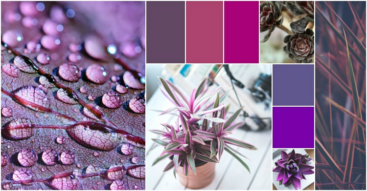 OP_Blog_fioletowolistne rosliny trendy miejski ogrodnik indoor plants Kraków 2018 rośliny do wnętrz trendy purple kolory 2018 Corinna Zyska