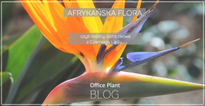 Office Plant Blog_afrykanska flora