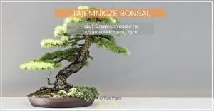tajemnicze bonsai