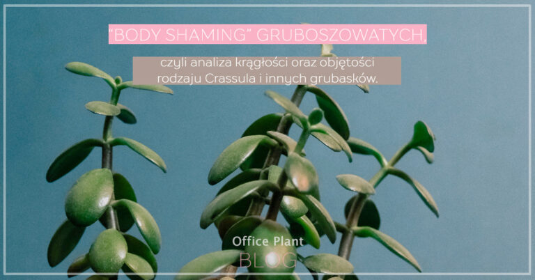 „BODY SHAMING” GRUBOSZOWATYCH