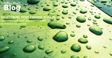 OSZCZĘDZANIE WODY – efektywne podlewanie.