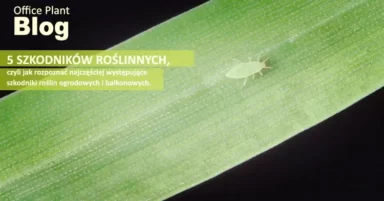 5 SZKODNIKÓW ROŚLIN