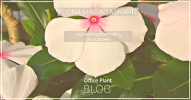 FLORA MADAGASKARU.