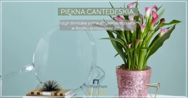 PIĘKNA CANTEDESKIA.