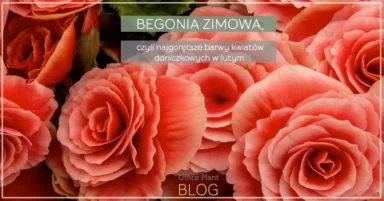 BEGONIA ZIMOWA.