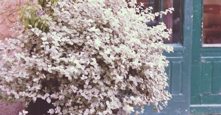 SREBRNOLISTNE ROŚLINY office plant 