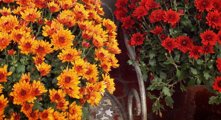 Office Plant Blog_pomarańczowe akcenty zieleń do biur kraków