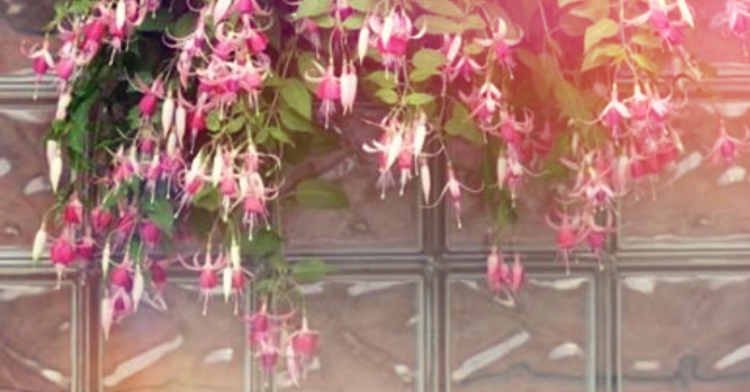 fuksja kraków sielankowe skrzynki kraków ogród łobzów office plant folklor regionalny karczma zajazd sielanka