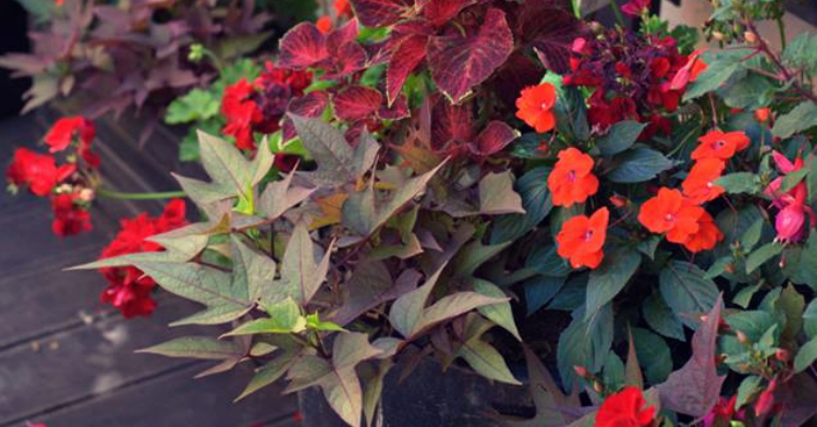 sielankowe skrzynki kraków ogród łobzów office plant folklor regionalny karczma zajazd sielanka 