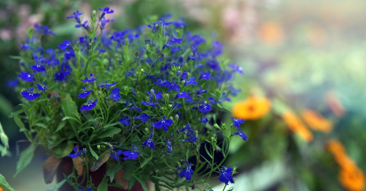 lobelia sielankowe skrzynki kraków ogród łobzów office plant folklor regionalny karczma zajazd sielanka