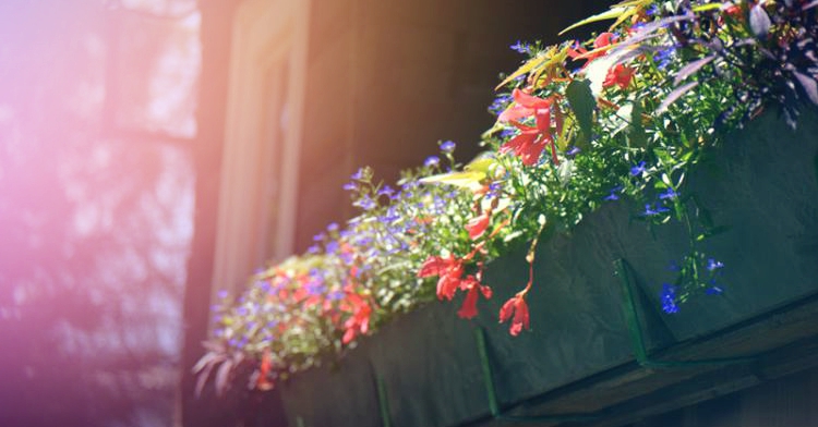 sielankowe skrzynki kraków ogród łobzów office plant folklor regionalny karczma zajazd sielanka kraków