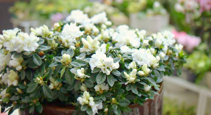 Office Plant Blog_majowe ogródki 2016 białe 