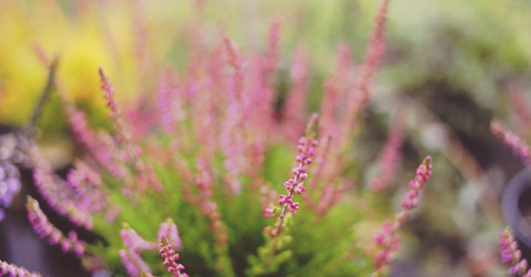 przepis na wrzosowisko office plant wrzosy wrzośce ogród łobzów kraków 