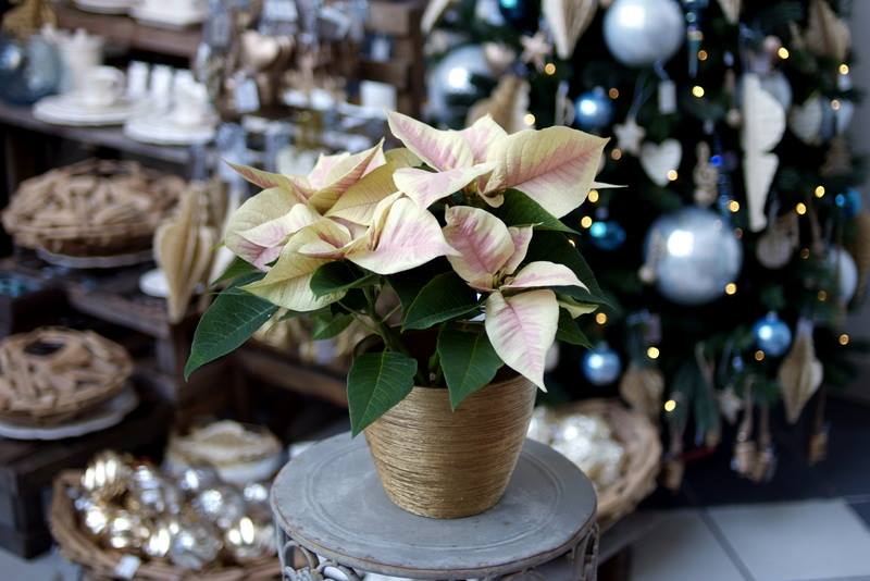 Office Plant Blog_ pastelowe święta na różowo pastelowe dodatki bożonarodzeniowe shabby chic