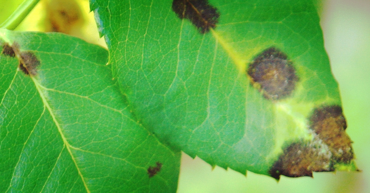 5 chorób roślin balkonowych office plant kraków ogród łobzów diagnostyka fitopatologiczna szara pleśń porady ogrodnicze 
