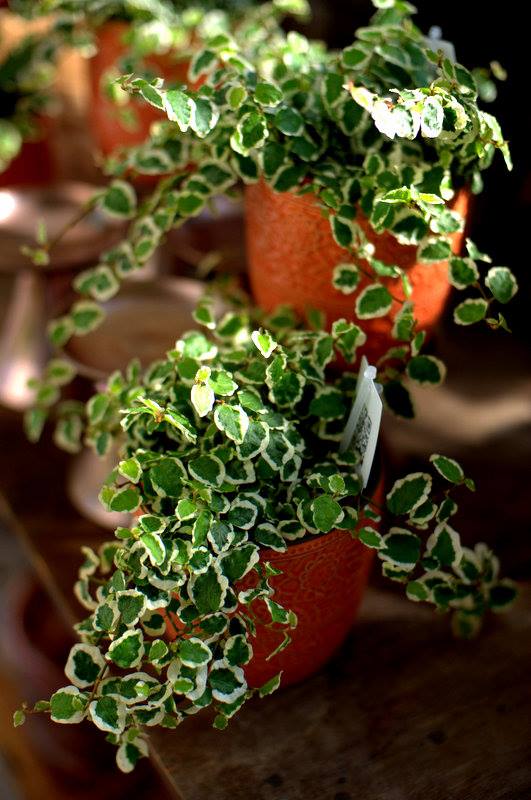 Office Plant Blog_pomarańczowe akcenty zieleń do biur kraków