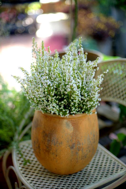 Office Plant Blog_pomarańczowe akcenty zieleń do biur kraków