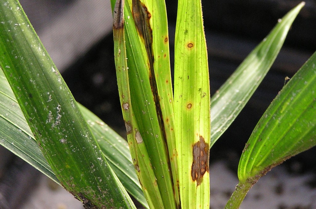 rośliny źle zaaranżowane rosliny zle zaaranzowane