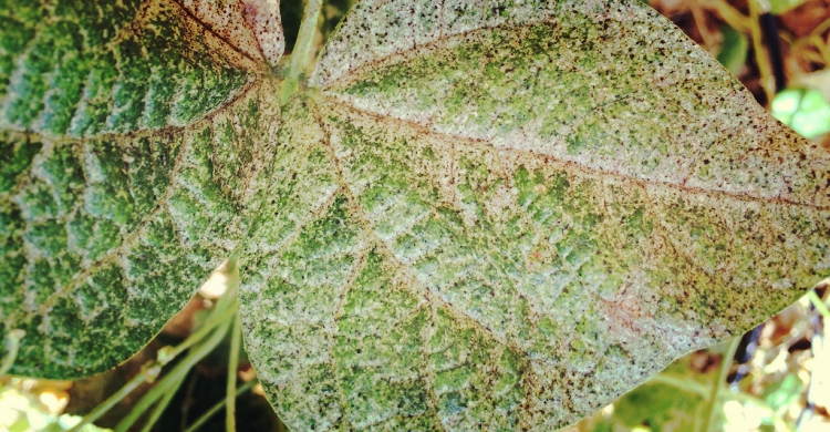 5 szkodników roślin office plant ogród łobzów kraków mszyce wciornastek