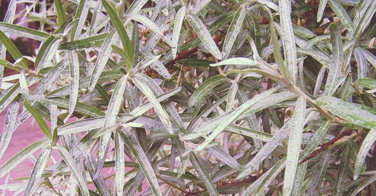 SREBRNOLISTNE ROŚLINY office plant 