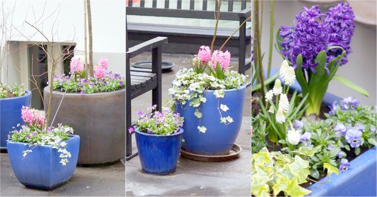 OP_Blog_Szafirowe donice 