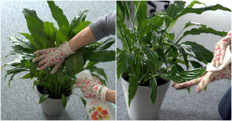 OP_Blog_reanimacja roślin doniczkowych po zimie Kraków serwis roślin 