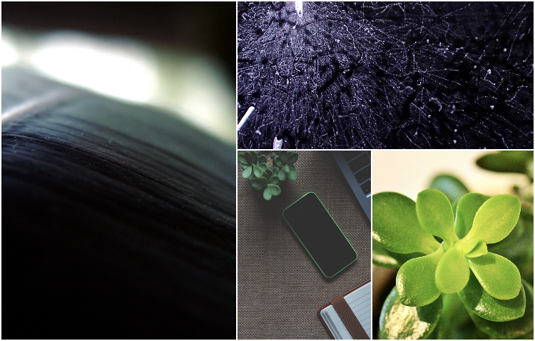 Office plant Blog_roślinne odpromienniki Kraków porady ogrodnicze miejski ogrodnik