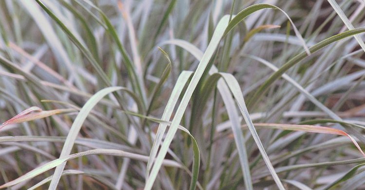 SREBRNOLISTNE ROŚLINY office plant leymus