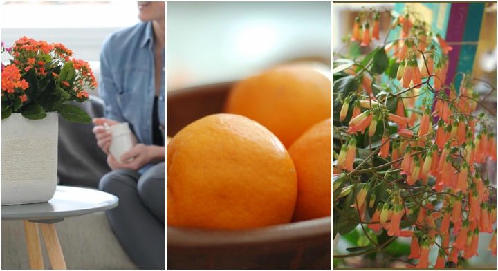 Office Plant Blog_pomarańczowe akcenty zieleń do biur kraków