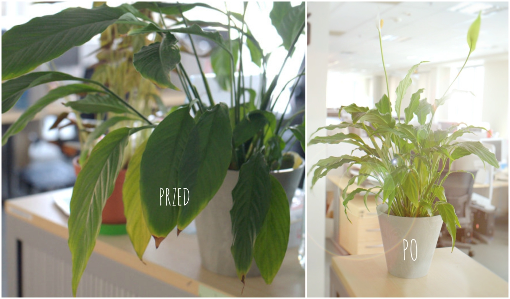 Office Plant_Blog_Metamorfoza biurowych roślin kraków 2