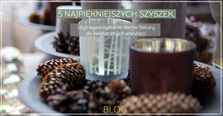 5 najpiękniejszych szyszek