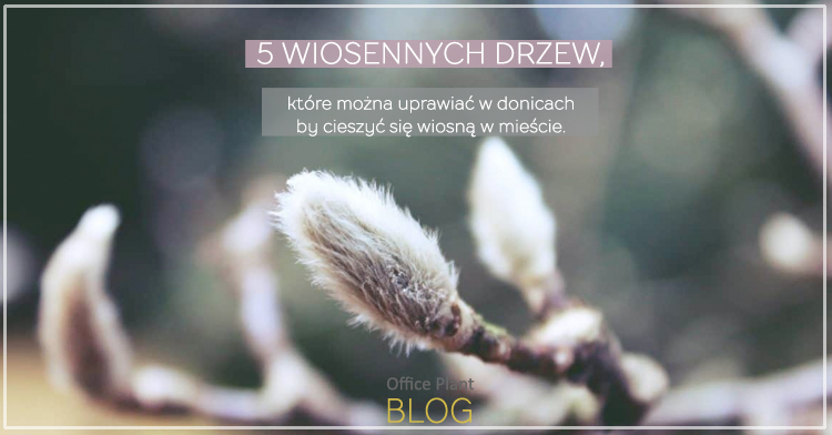 5 wiosennych drzew