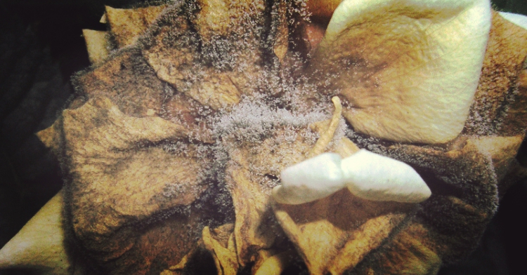 5 chorób roślin balkonowych office plant kraków ogród łobzów diagnostyka fitopatologiczna szara pleśń porady ogrodnicze 