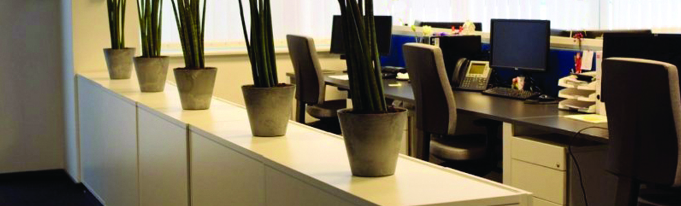 sansevieria_cylidndryczna_7