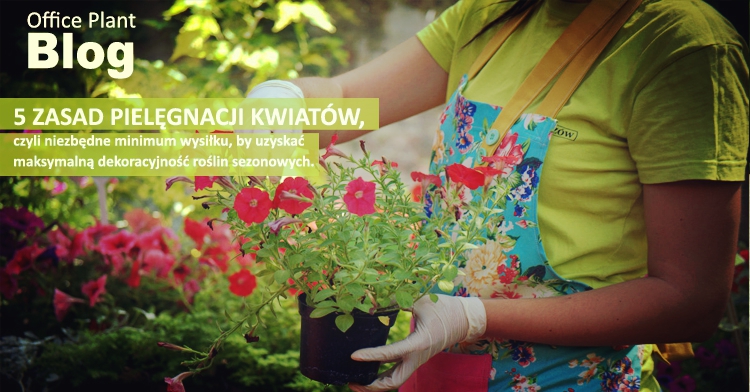 5 zasad pielęgnacji roślin sezonowych ogródki kawiarniane kraków ogród łobzów office plant 