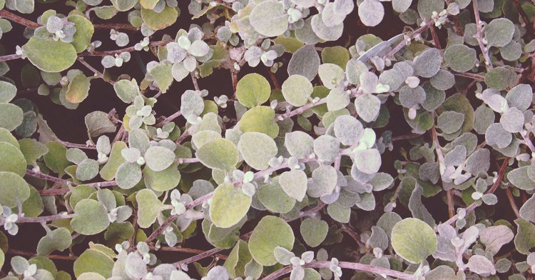 SREBRNOLISTNE ROŚLINY office plant 