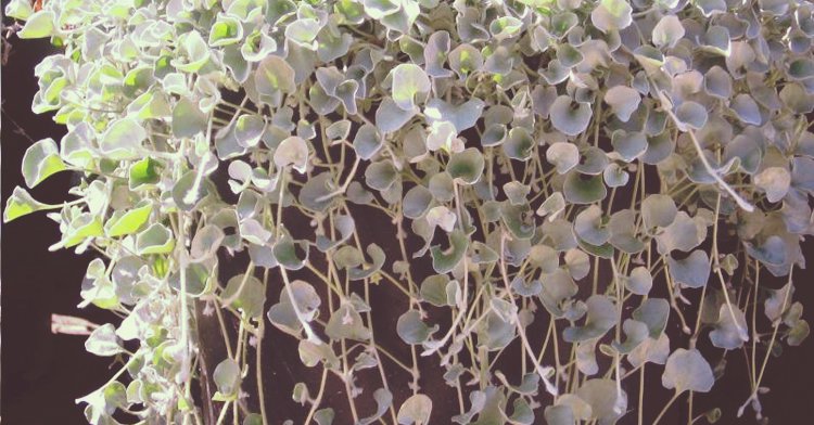 SREBRNOLISTNE ROŚLINY office plant 